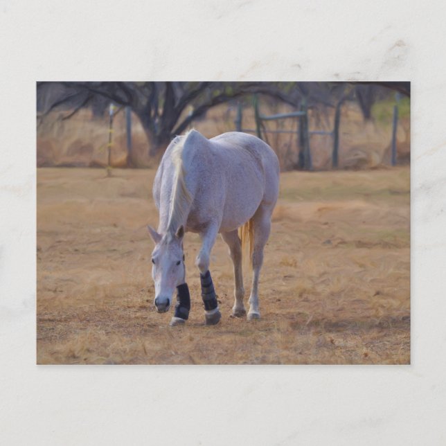 Tender Tootsies Postcard (Front)