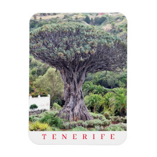 Tenerife Dragon Tree view fridge magnet