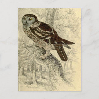 Tengmalm's Owl: Vintage Jardine's print postcard