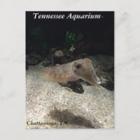 Tennessee Aquarium Cuttlefish Postcard