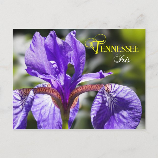Tennessee State Flower: Iris Postcard (Front)