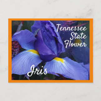 Tennessee State Flower TN Iris Postcard