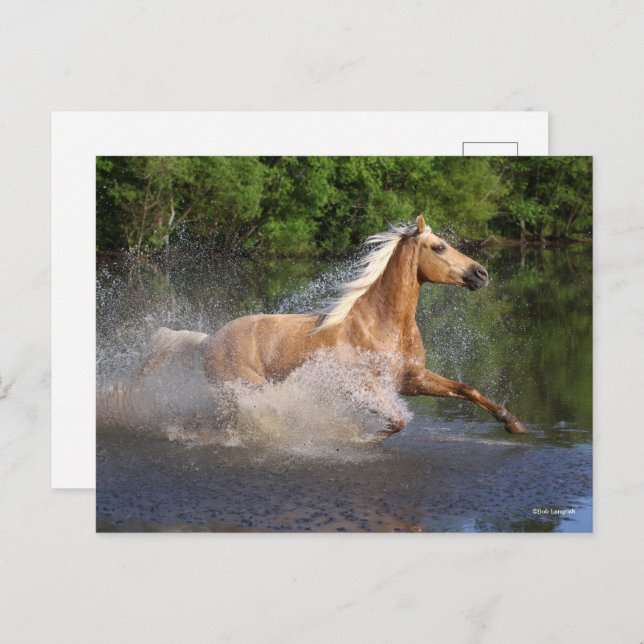 Tennessee Walker Running Through Water Postcard (Front/Back)