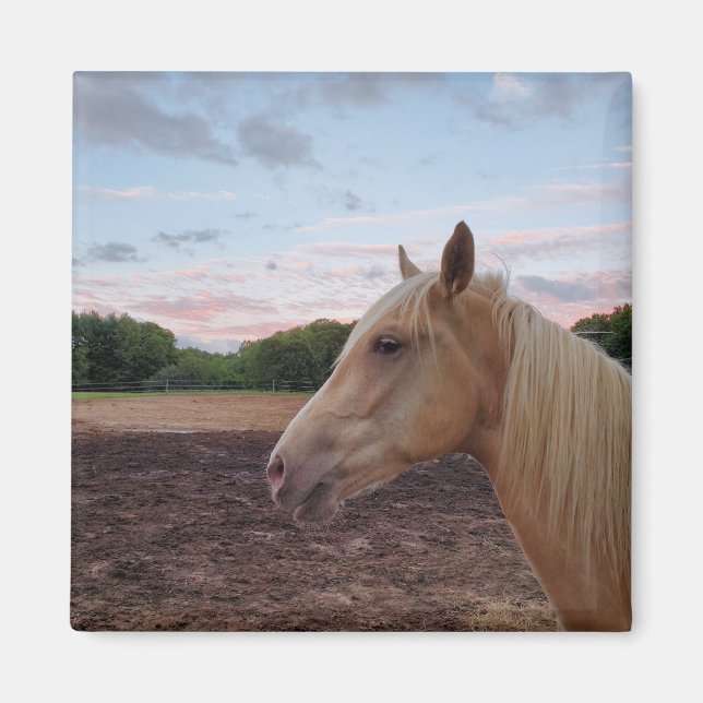 Tennessee Walking Horse Magnet (Front)