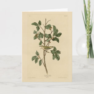 Tennessee Warbler, from Audubon's Birds of America Card