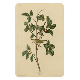 Tennessee Warbler, from Audubon's Birds of America Magnet