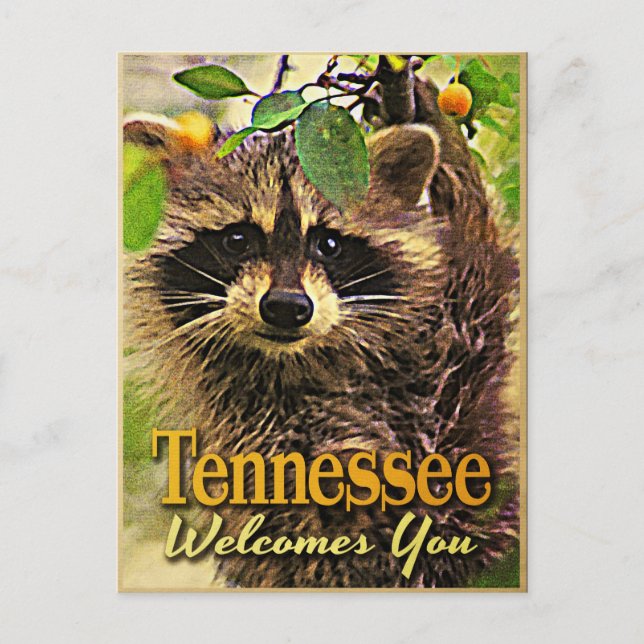 Tennessee Welcomes You Racoon Postcard (Front)