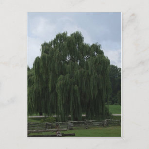 Tennessee Willow Tree Postcard