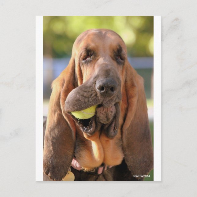 Tennis, anyone? postcard (Front)