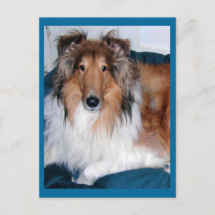 Tennyson-A collie Postcard