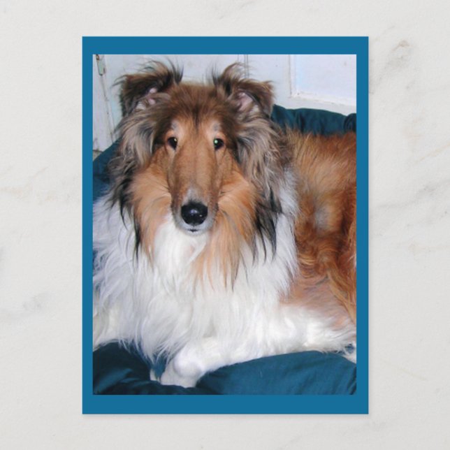 Tennyson-A collie Postcard (Front)