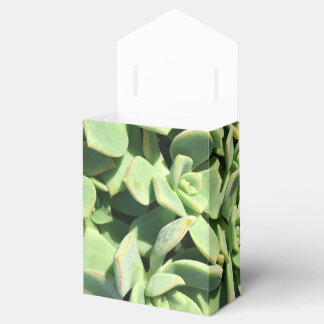 Tent Style Favour Box - Green Succulents