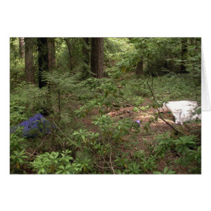 Tents Camping