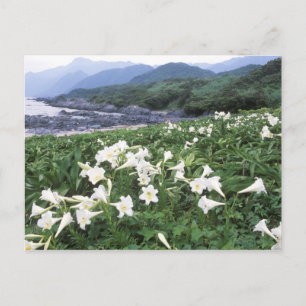 Teppo Yuri (Lily), Yakushima, Kagoshima, Japan Postcard