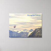 Terminal Velocity Peregrine Falcon