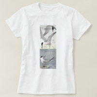 Tern Bird