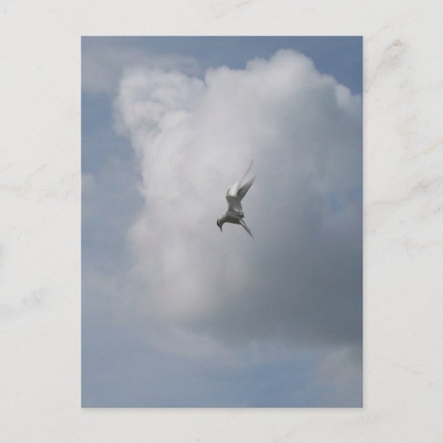 Tern in the Sky postcard (Front)