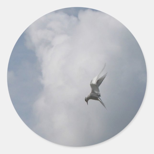 Tern in the Sky stickers (Front)