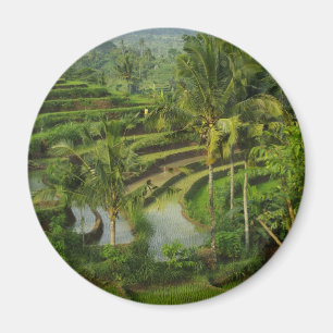 Terrace Ricefield in Bali Magnet