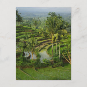 Terrace Ricefield in Bali Postcard