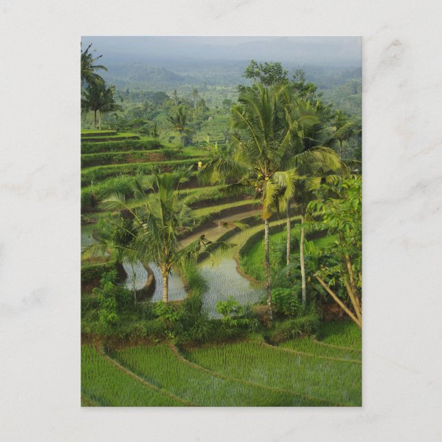 Terrace Ricefield in Bali Postcard (Front)