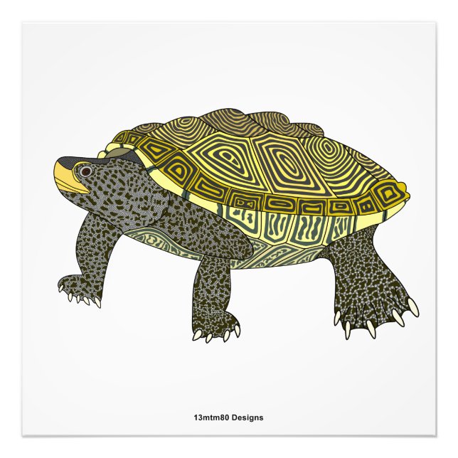 Terrapin (white) - Photo Print (Front)