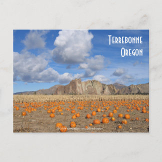Terrebonne Pumpkins Postcard