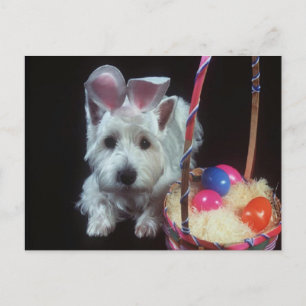 Terrier Bunny - Postcard