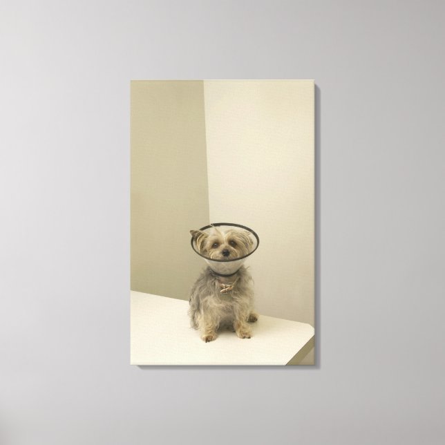 Terrier dog wearing protective collar, close-up canvas print (Front)