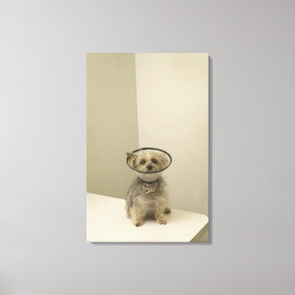 Terrier dog wearing protective collar, close-up canvas print