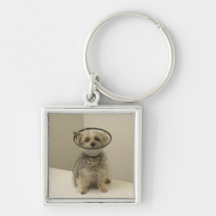Terrier dog wearing protective collar, close-up key ring