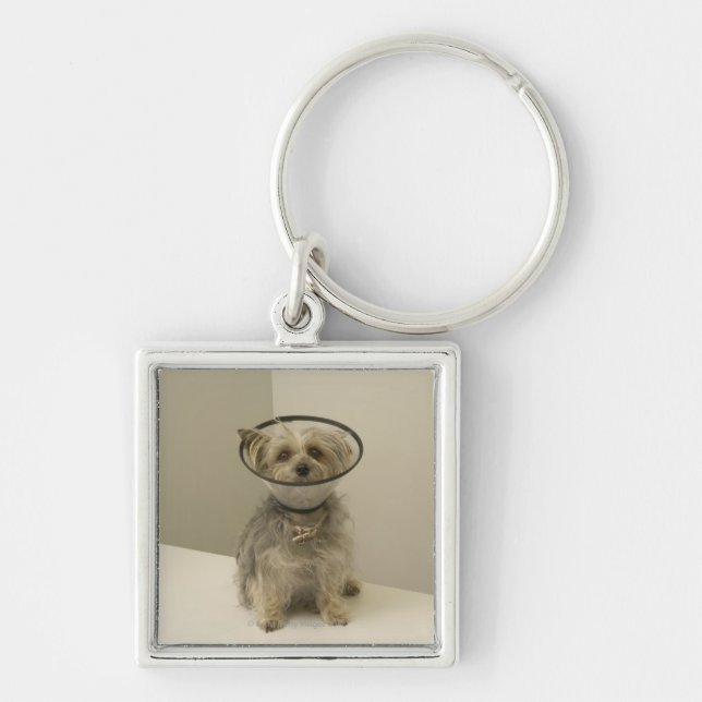 Terrier dog wearing protective collar, close-up key ring (Front)