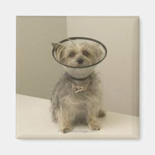 Terrier dog wearing protective collar, close-up magnet