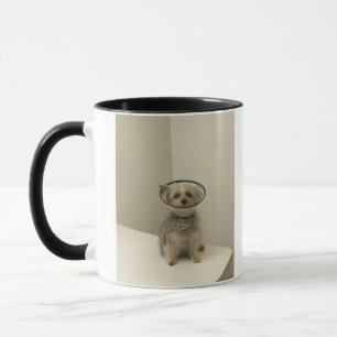 Terrier dog wearing protective collar, close-up mug