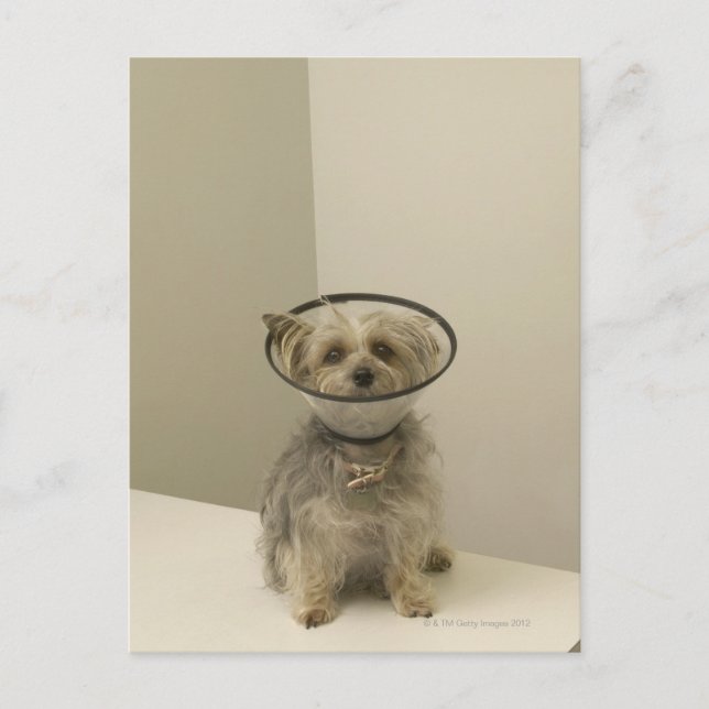 Terrier dog wearing protective collar, close-up postcard (Front)