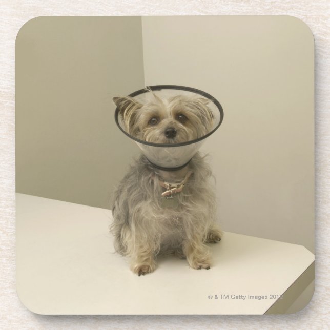 Terrier dog wearing protective collar coaster (Front)