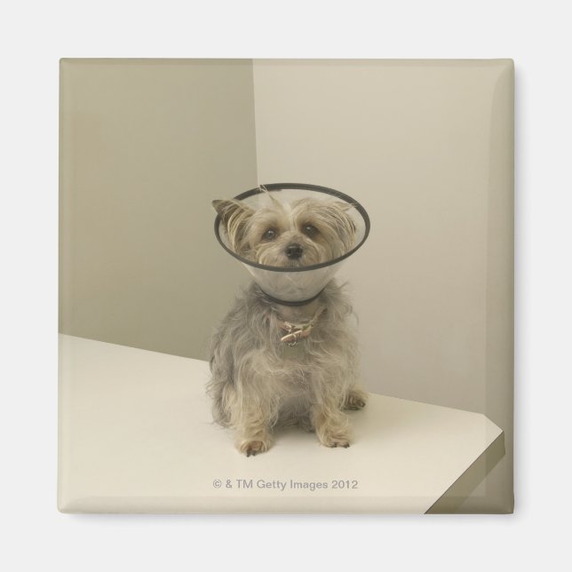 Terrier dog wearing protective collar magnet (Front)