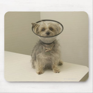 Terrier dog wearing protective collar mouse pad
