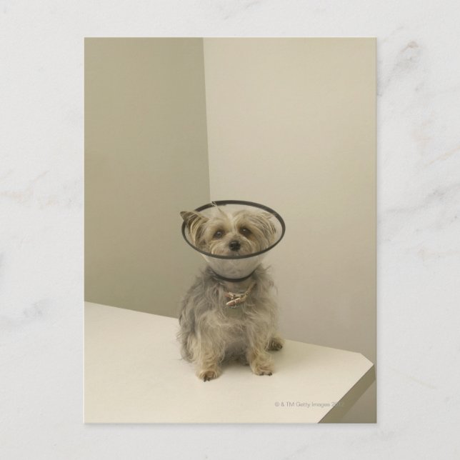 Terrier dog wearing protective collar postcard (Front)