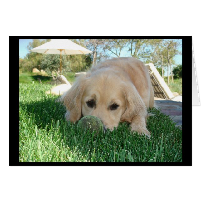 Tess' Dog Days (Front Horizontal)