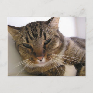 Tessie Postcard