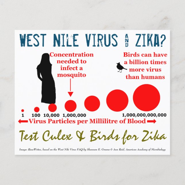 Test Culex & Birds 2-Sided Flyer by RoseWrites (Front)