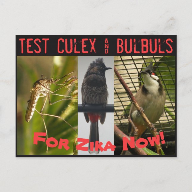 Test Culex & Bulbuls Postcard by RoseWrites (Front)