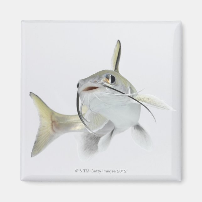Tete sea catfish (Hexanematichthys seemanni) 2 Magnet (Front)