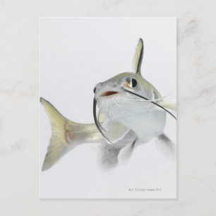 Tete sea catfish (Hexanematichthys seemanni) 2 Postcard