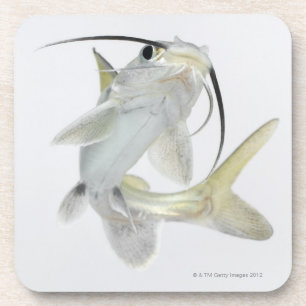 Tete sea catfish (Hexanematichthys seemanni) Coaster