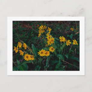 "Teton Balsamroot" Postcard