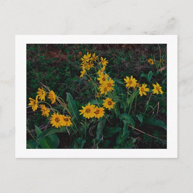 "Teton Balsamroot" Postcard (Front)