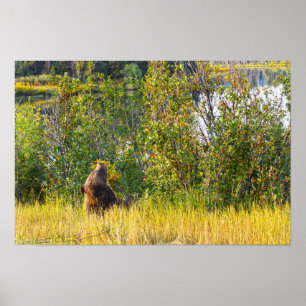 Teton Bear Eating Berries, Wyoming Poster