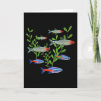 Tetras Aquarium Neon Tetras Rummy Nose Tetras Fish